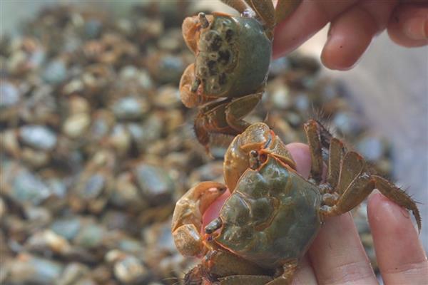 蟛蜞的养殖方法，7-8月份主喂水花生等植物性饵料