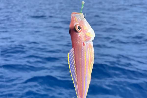 海钓用什么鱼饵，可选择环虫类、贝类等