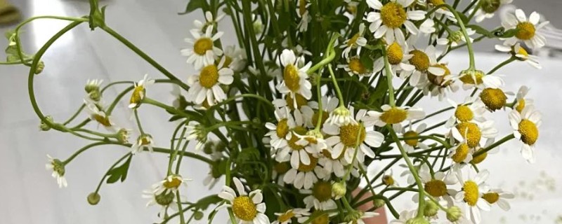 洋甘菊鲜花适合深水养还是浅水养，太深或太浅都不适合