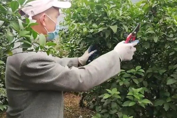 桔子树如何修剪，春季和秋季均可修剪