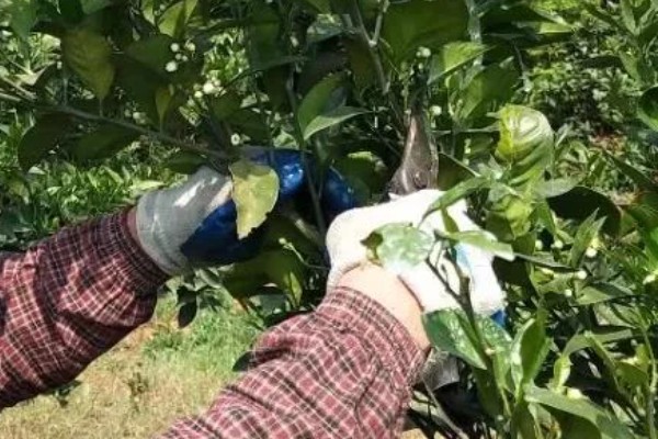桔子树如何修剪，春季和秋季均可修剪