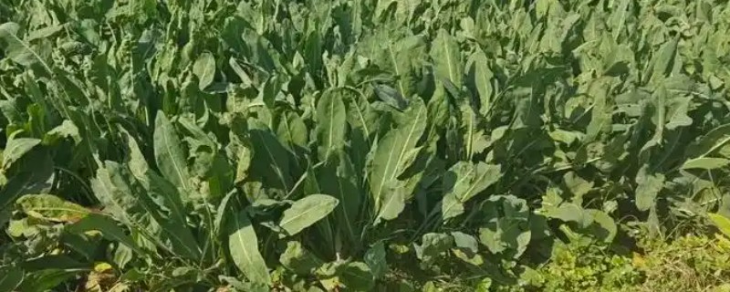 怎么种植板蓝根，整个生育期需中耕除草3次