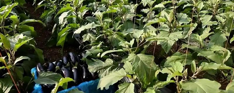 夏季给茄子施肥要注意什么，温度较高时要遵循少许多次的原则