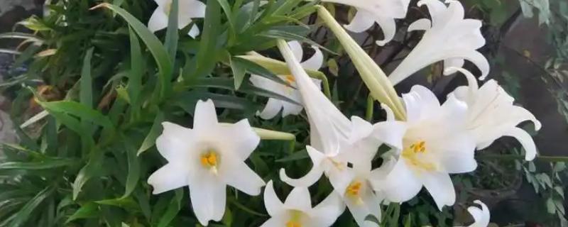 百合有哪几种颜色，有黄色、白色和橙色