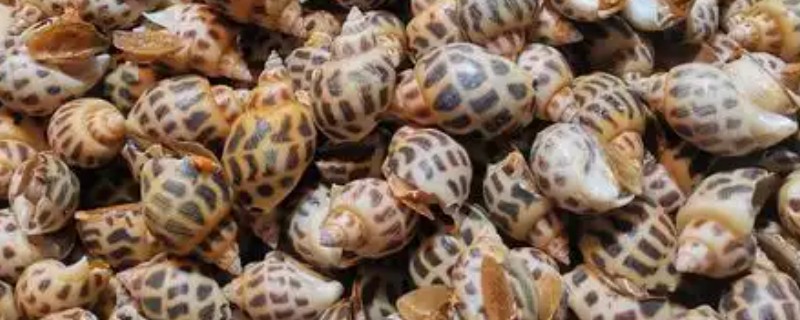 花螺简介，是常见的食用型螺类