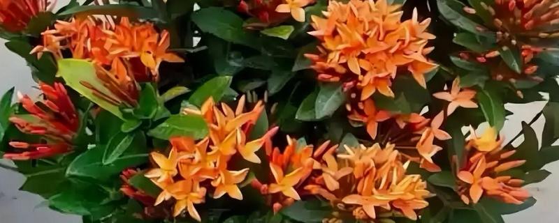 龙船花的养殖方法，喜欢比较湿润的生长环境