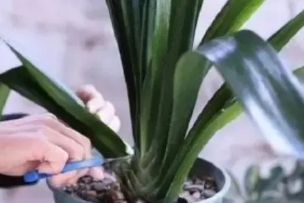 君子兰抹头养群兰的方法，将中间的新叶顶部切下即可
