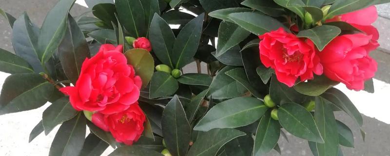 茶花叶子发黄干枯怎么解决，可能是缺少水分所导致