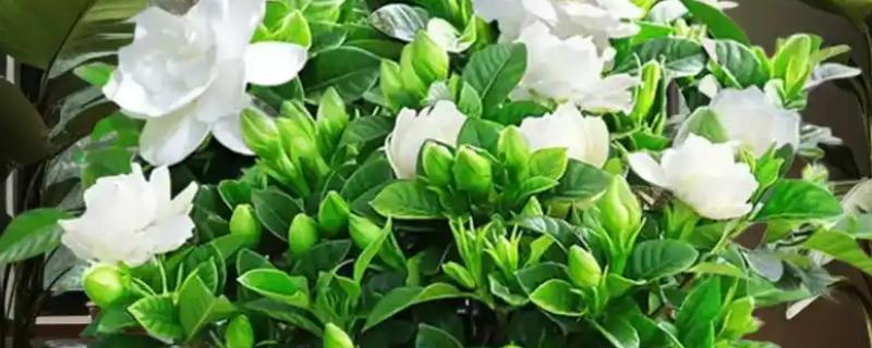 栀子花的养殖方法，适宜生长在湿润的环境中