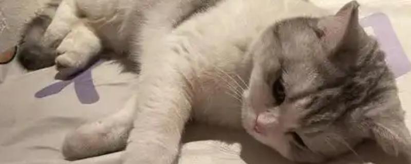 猫咪的哪些部位易骨折，其四肢、骨盆和下颌骨都容易骨折