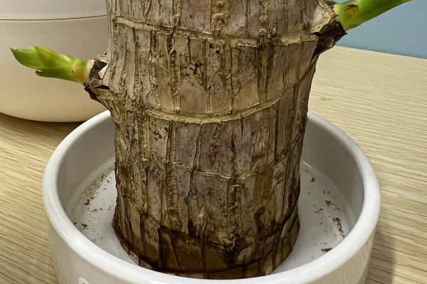 巴西木泡多长时间可以长出根系，经过1-3个月才能生根