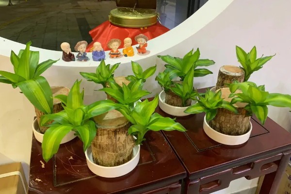 巴西木泡多长时间可以长出根系，经过1-3个月才能生根