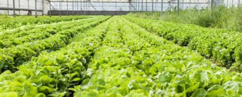 蔬菜大棚夏季如何遮阳，可以使用遮阳网