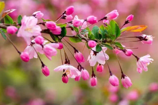 垂丝海棠花的花语，寓意富贵吉祥、绝世佳人等