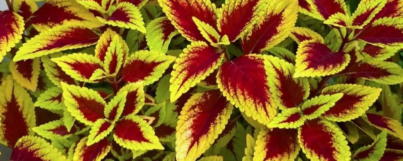 彩叶草如何过冬，喜欢生长在充足的阳光下