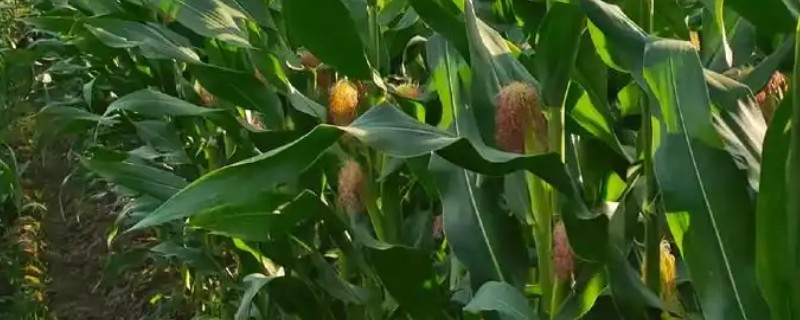 玉米的种植要点，开好主沟、围沟和厢沟有利于排灌