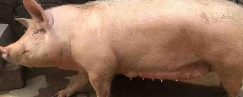母猪配种20天有什么表现，可能出现贪睡、食量增加、腹部变大等情况