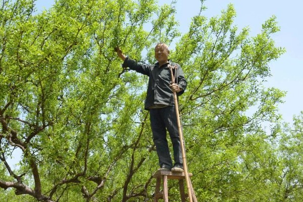 枣树的修剪方法，主要包括疏枝、回缩、短截、抹芽、摘心等