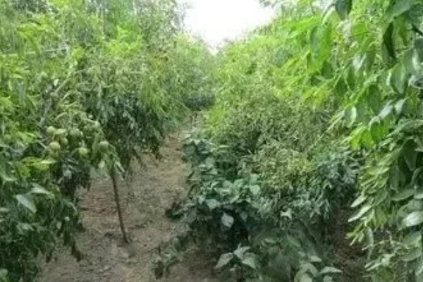 枣树的修剪方法，主要包括疏枝、回缩、短截、抹芽、摘心等