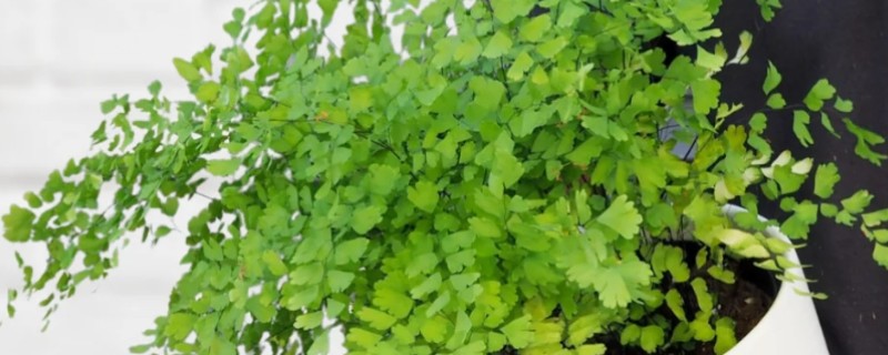 铁线蕨如何繁殖，可分株繁殖