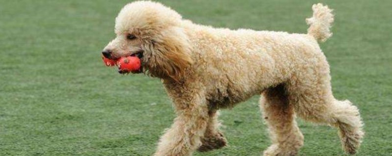 贵宾犬的训练方式，训狗时要发出对应的口令
