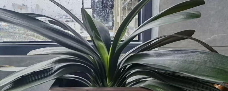 君子兰叶片不对称如何处理,要让长势差的一侧接受光照