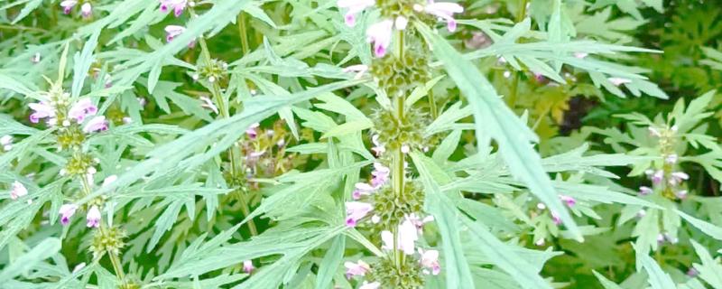 白花和红花益母草区别，分布和外观均不同