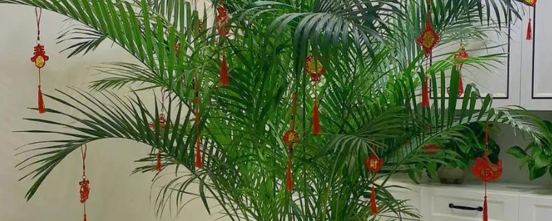 凤尾竹有毒吗，凤尾竹没有毒