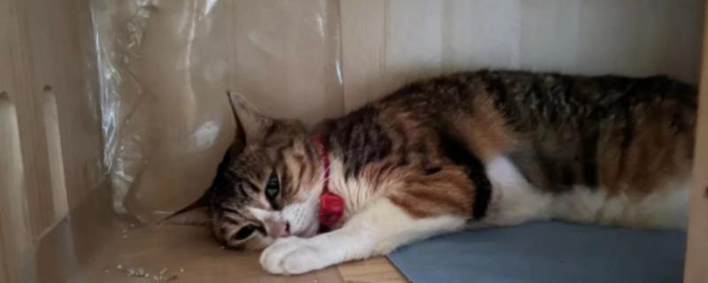 猫拉稀的原因及治疗方式，可能是消化不良或应激反应所致