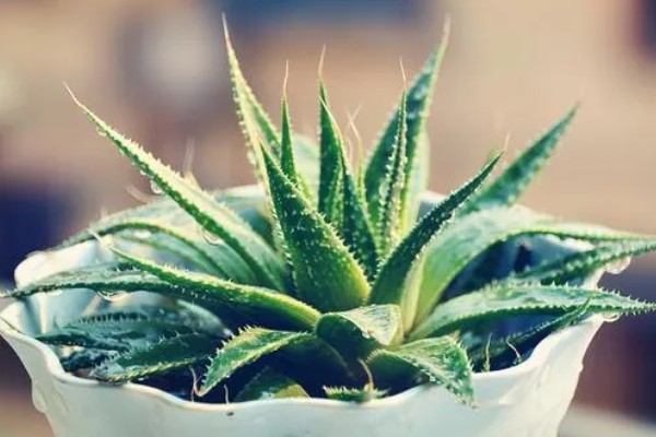 在家养殖芦荟的方法，春秋季节每隔5-7天浇一次水
