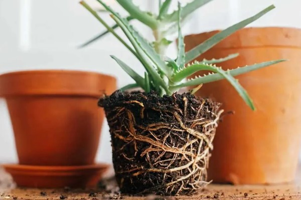 在家养殖芦荟的方法，春秋季节每隔5-7天浇一次水