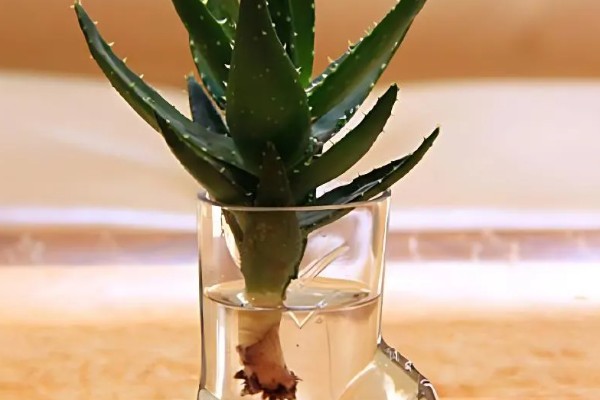 在家养殖芦荟的方法，春秋季节每隔5-7天浇一次水