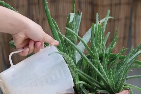 在家养殖芦荟的方法，春秋季节每隔5-7天浇一次水