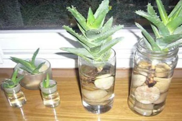 在家养殖芦荟的方法，春秋季节每隔5-7天浇一次水