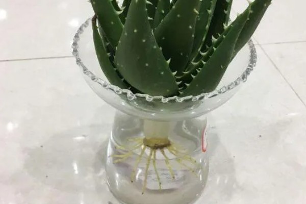 在家养殖芦荟的方法，春秋季节每隔5-7天浇一次水