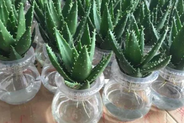 在家养殖芦荟的方法，春秋季节每隔5-7天浇一次水