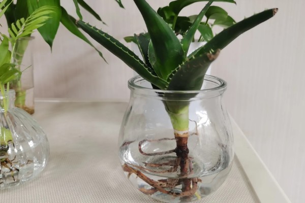 在家养殖芦荟的方法，春秋季节每隔5-7天浇一次水