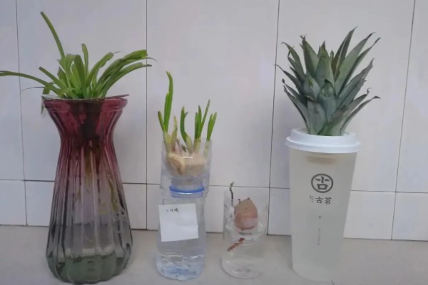 在家养殖芦荟的方法，春秋季节每隔5-7天浇一次水