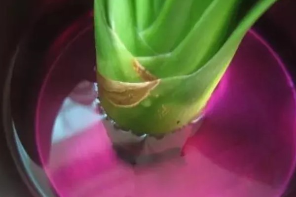 在家养殖芦荟的方法，春秋季节每隔5-7天浇一次水