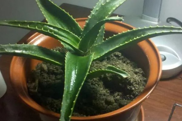 在家养殖芦荟的方法，春秋季节每隔5-7天浇一次水