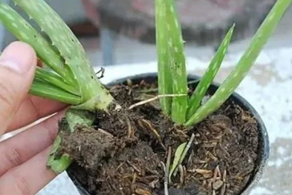 在家养殖芦荟的方法，春秋季节每隔5-7天浇一次水