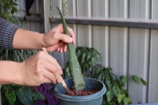 在家养殖芦荟的方法，春秋季节每隔5-7天浇一次水