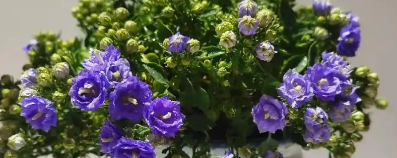 法国风铃花的养殖方法，生长期间需勤施薄肥