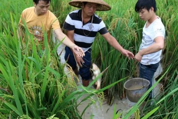 稻花鱼的养殖方法，挑选生长健壮、游动性较强的鱼