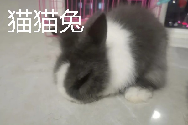 宠物兔的价格，因品种、体型等条件而异