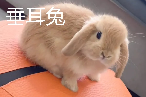 宠物兔的价格，因品种、体型等条件而异