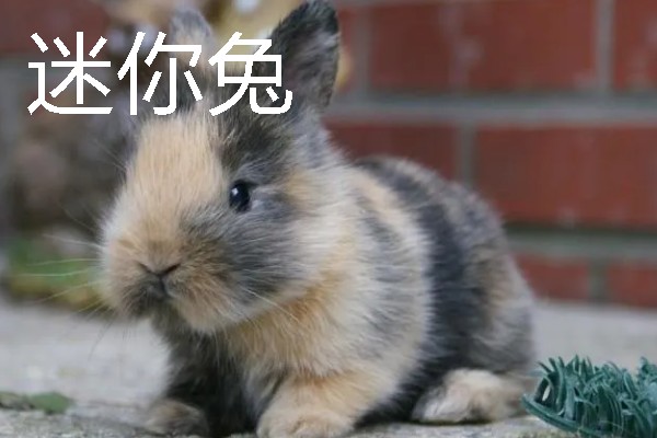 宠物兔的价格，因品种、体型等条件而异