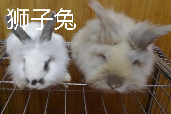 宠物兔的价格，因品种、体型等条件而异
