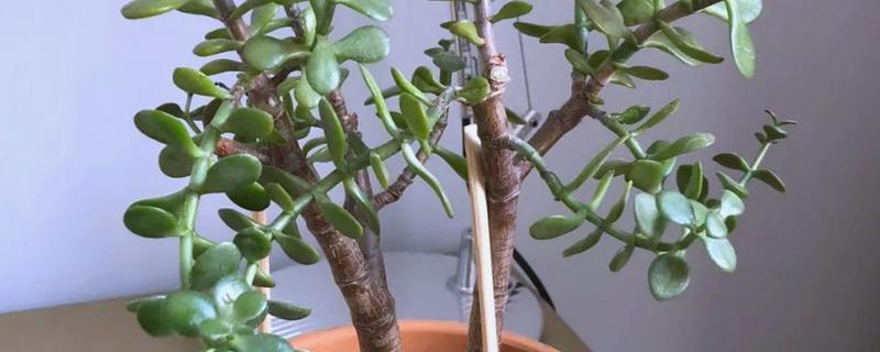玉树怕不怕太阳晒，玉树怕强光直射