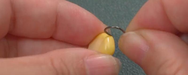 玉米能钓鱼吗，玉米钓鱼的效果比较好